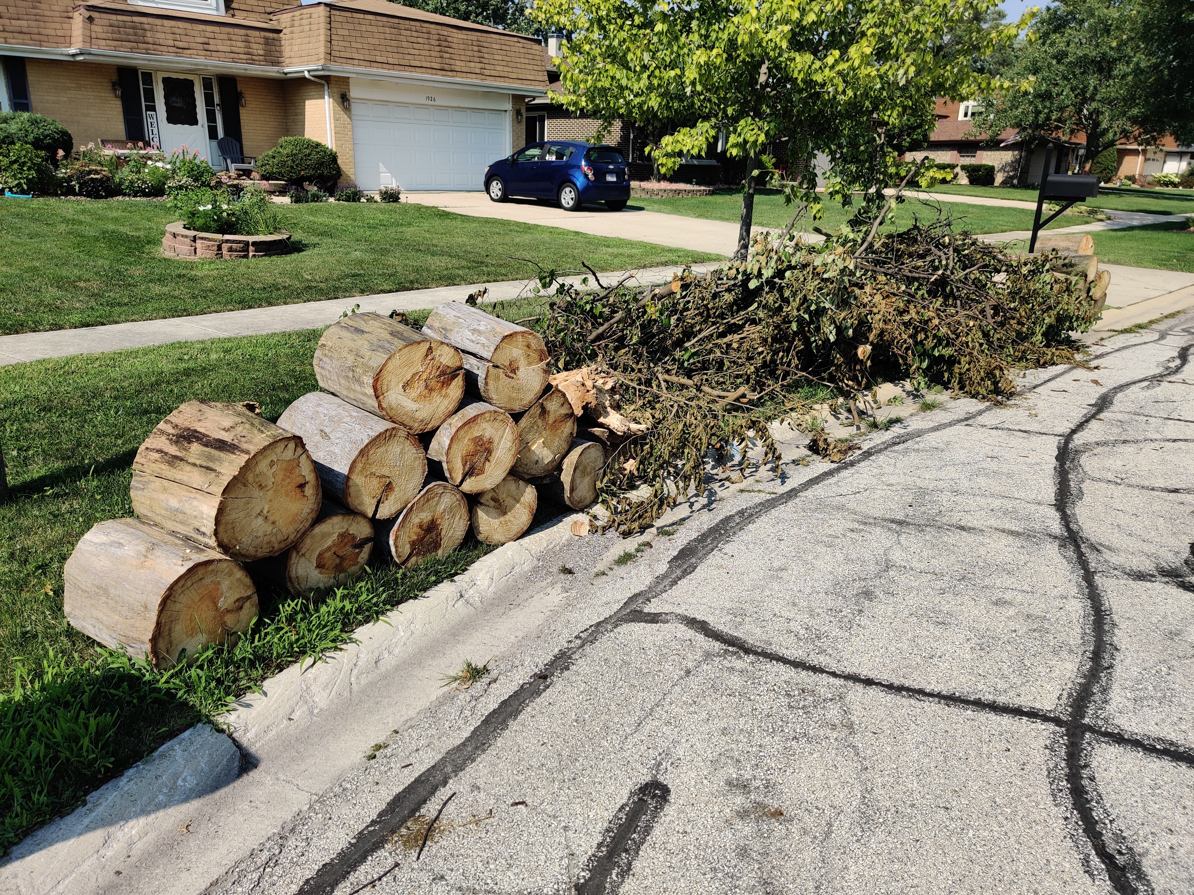 What Should Community Associations Consider Regarding Trees?
